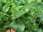 派潭凉粉草
